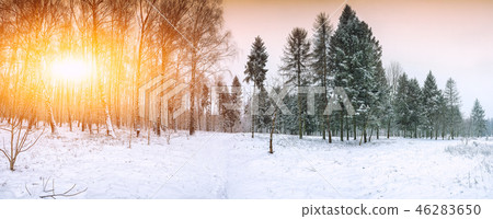 Christmas trees and birches covered with snow  46283650