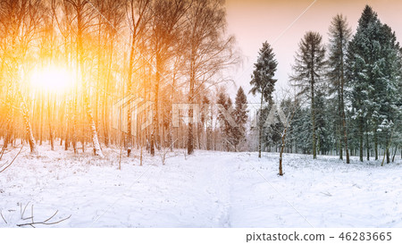 Christmas trees covered with snow in the city park 46283665
