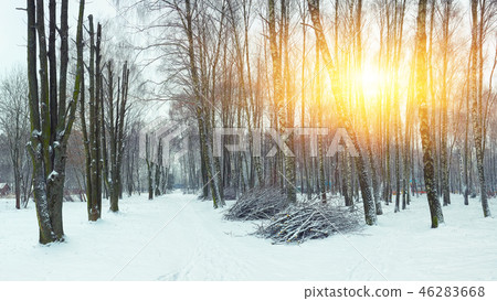 Alley of originally formed trees 46283668