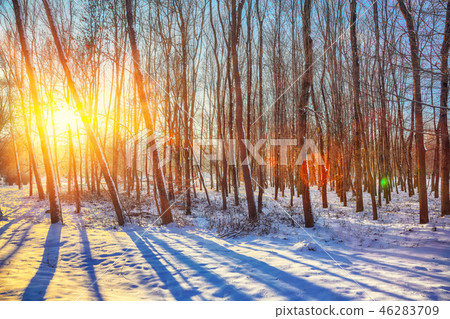Beautiful winter sunset with trees in the snow. Beautiful winter sunset with trees in the snow. 46283709