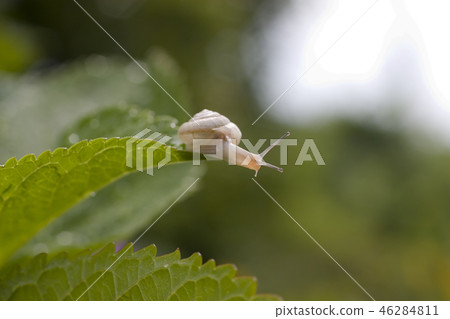 蝸牛 46284811