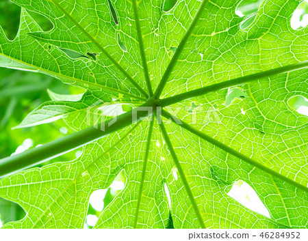 Papaya tree plant growing nature view from under. Papaya tree plant growing nature view from under. 46284952