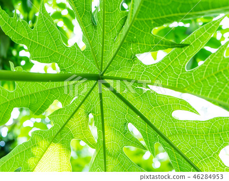 Papaya tree plant growing nature view from under. Papaya tree plant growing nature view from under. 46284953