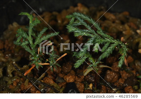 天然植物柏,12月。今年出生的幼苗,葉子的許多分枝已經變得突出 天然植物柏,12月。今年出生的幼苗,葉子的許多分枝已經變得突出 46285569