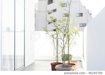 盆栽植物 46285700