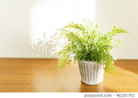 葉子植物 葉子植物 46285701