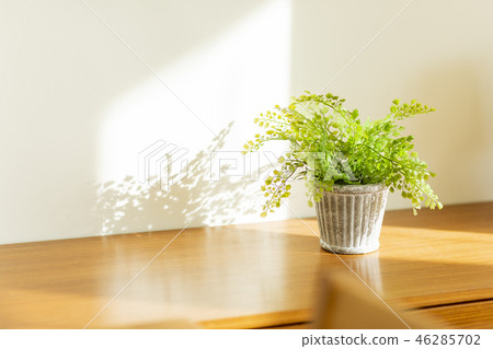 葉子植物 葉子植物 46285702