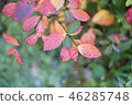 Autumn leaves 46285748