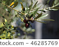 Olive 46285769