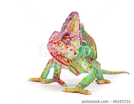 Veiled chameleon (chamaeleo calyptratus) smilling, close-up. Veiled chameleon (chamaeleo calyptratus) smilling, close-up. 46287232