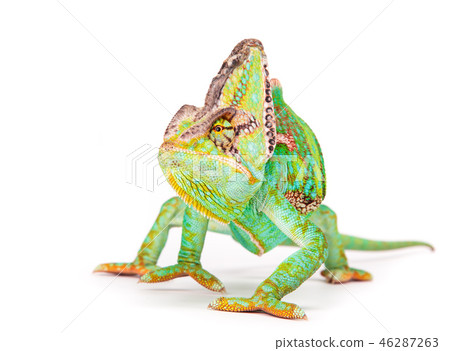 Veiled chameleon (chamaeleo calyptratus) close-up. Veiled chameleon (chamaeleo calyptratus) close-up. 46287263