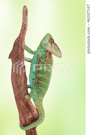 Veiled chameleon (chamaeleo calyptratus) close-up. Veiled chameleon (chamaeleo calyptratus) close-up. 46287347