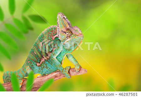 Veiled chameleon (chamaeleo calyptratus) close-up. Veiled chameleon (chamaeleo calyptratus) close-up. 46287501