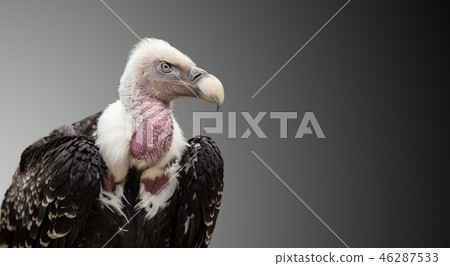 A Ruppell's Griffon Vulture (Gyps rueppellii). A Ruppell's Griffon Vulture (Gyps rueppellii). 46287533