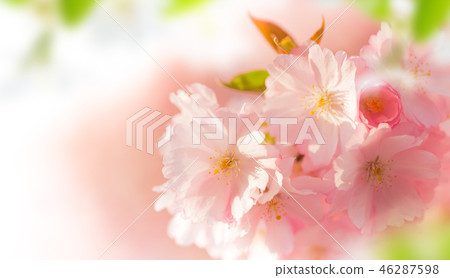 Spring border background with pink blossom Spring border background with pink blossom 46287598