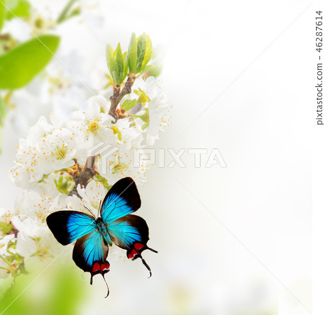 Spring blossoms with exotic butterfly. Spring blossoms with exotic butterfly. 46287614