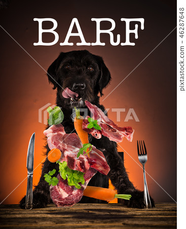 Hungry black mutt dog with fork and knife ready to eat dinner or lunch. 46287648