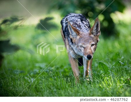 Portrait of Golden Jackal hunting. Portrait of Golden Jackal hunting. 46287762