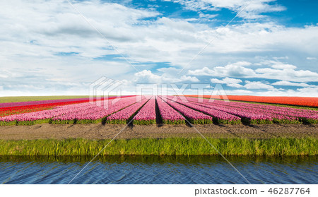 Vibrant tulips field with cloudy sky. Vibrant tulips field with cloudy sky. 46287764