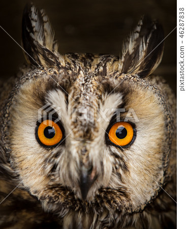 long-eared owl (Asio otus) long-eared owl (Asio otus) 46287838