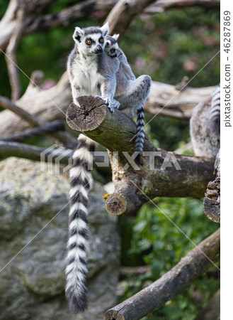 Tailed lemurs (Lemur catta) sitting on a branch 46287869