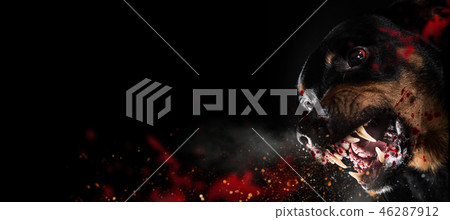 Ferocious Rottweiler barking mad on black background. 46287912