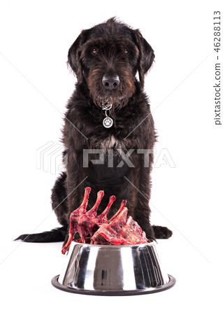 Black dog with bowl full of raw meat isolated on white background Black dog with bowl full of raw meat isolated on white background 46288113