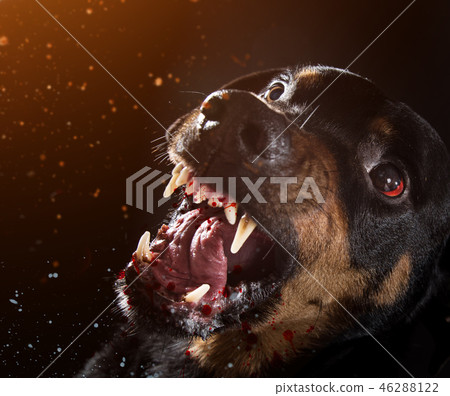 Ferocious Rottweiler barking mad on black background. Ferocious Rottweiler barking mad on black background. 46288122