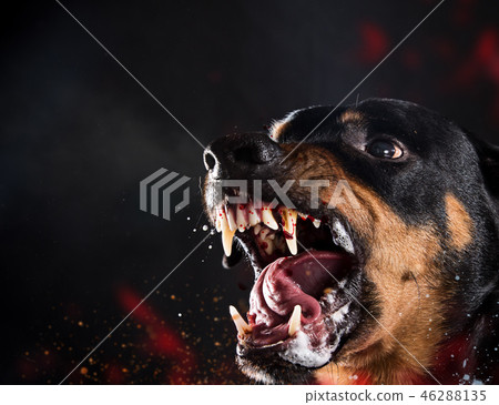 Ferocious Rottweiler barking mad on black background. Ferocious Rottweiler barking mad on black background. 46288135