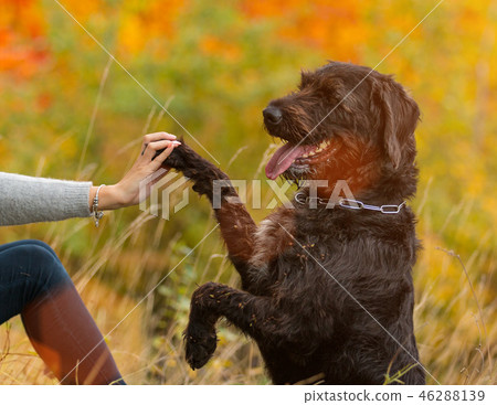 Black mutt dog posing in autumn park. Black mutt dog posing in autumn park. 46288139