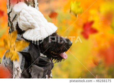 Black mutt dog posing in autumn park. 46288175