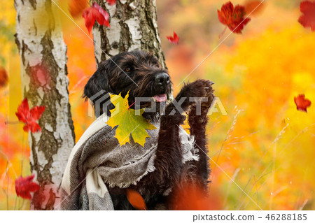 Black mutt dog posing in autumn park. 46288185