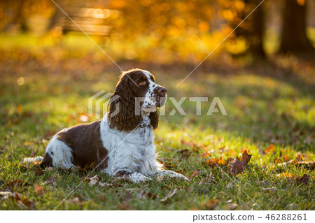 Sitting English cocker spaniel. Autumn. 46288261