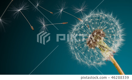 Close-up of dandelion seeds on blue natural background Close-up of dandelion seeds on blue natural background 46288339