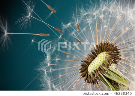 Close-up of dandelion seeds on blue natural background 46288340