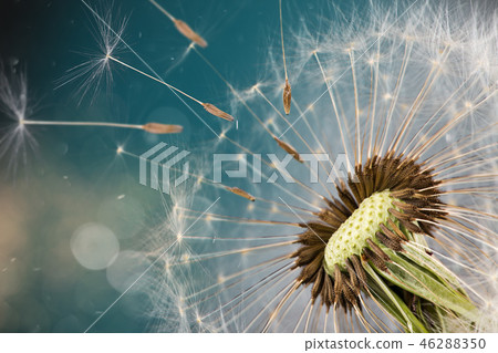 Close-up of dandelion seeds on blue natural background 46288350