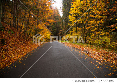 Autumn forest. Beautiful rural scenery. 46288360