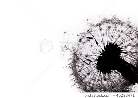 Close-up of dandelion seeds on blue natural background Close-up of dandelion seeds on blue natural background 46288471