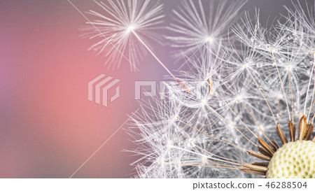 Close-up of dandelion seeds on blue natural background Close-up of dandelion seeds on blue natural background 46288504