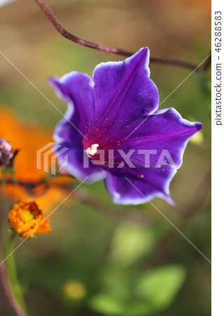 牽牛花 46288583