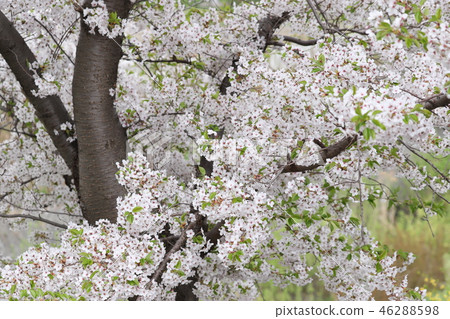 Cherry Blossoms	 46288598