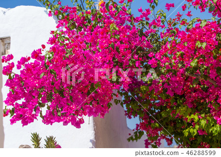 Beautiful blooming bougenvilia in Emporio on the island of Santorini in Greece. 46288599