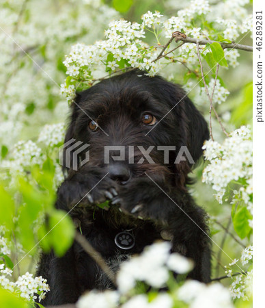 Cute black mutt dog with funny face. 46289281