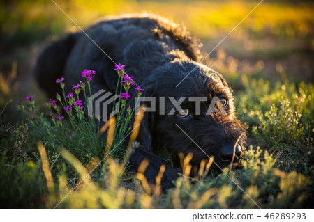 Cute black mutt dog on spring meadow. 46289293