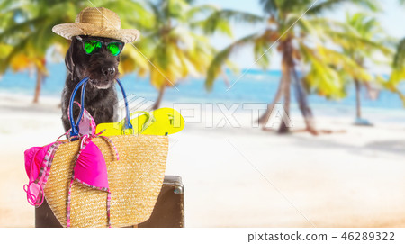 Funny summer black dog with summer accessories. 46289322