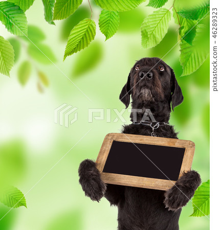 Black dog Amy holding small black table, spring theme. 46289323