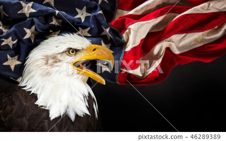 Bald Eagle with American flag Bald Eagle with American flag 46289389