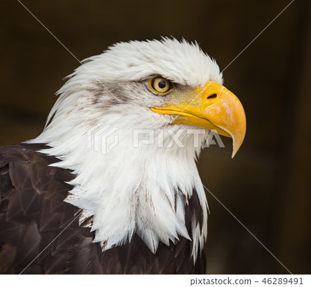 Portrait of a bald eagle (haliaeetus leucocephalus) 46289491