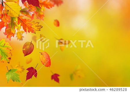 Falling autumn leaves background. Lots of copy space. 46289528