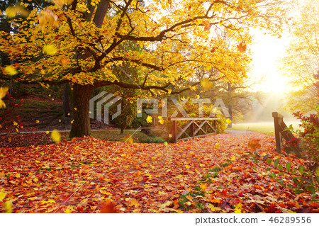 Autumn forest. Beautiful rural scenery. Autumn forest. Beautiful rural scenery. 46289556